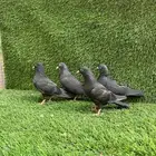 للبيع حمام صنعاني
