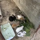 للبيع زواج أرنب مع 4من أعيلهم على السوم المواقع الاحساء