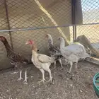 دجاج باكستاني