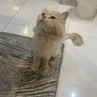 قط شيرازي معقم للتبني يحب اللعب