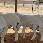 بهم خروف صافي حري