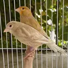 زوجين كناري