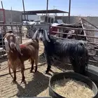 عنزين شحم