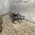 صوص سبرايت تم البيع