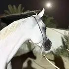 فرس واهو مصريه العمر 6 سنوات