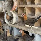 للبيع صوص فيومي ذهبي