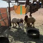 للبيع خلفاتين تحتها رخال ريم وسليمات