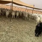 للبيع غنم حريات طيبه حرش