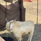 تيس فحل السن ربااع