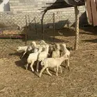 للبيع عشر رخيل تربيه مضمونه