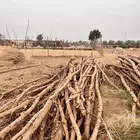 خشب بزرومي