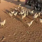 صوص دجاج فيومي الصحه شرط محصن العمر فوق 4 شهور العدد 300