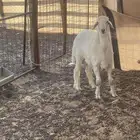 خروف