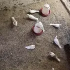 قماري للبيع