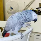 كاسكو أفريقي متكلم اليف سوبر جامبو ريش كامل