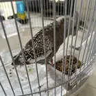 كروان اغلى نوع واحلى نوع