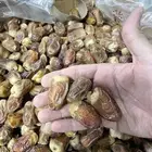 تمر صقعي