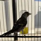 بندوق حسون نار