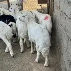 بادية العقيق