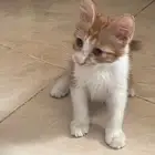 للتبني