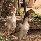 دجاجتين باكستاني يباني