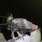 دجاج براهم