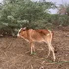 بقره