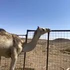 بكره جذعه