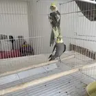 جوز كروان الذكر اليف جدا  الانثى لا