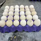 طبق بيض الدجاج الرومي وبيض الرز حبه