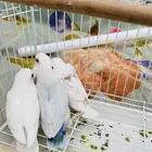 فروخ روز تم البيع