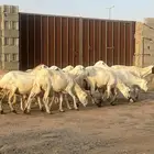 10روس رفيد دفيع ومقروعات عليها قل علف والبيع مستعجل للسفر
