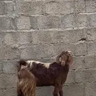 عنز ثنيه الموقع النماص