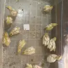 صوص سمان تكساس تم البيع
