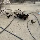 دجاج