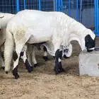 سواكن تربيه شحم فل مقفله