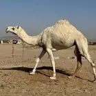 بكره للبيع