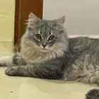 قط شيرازي مميز للتزاوج
