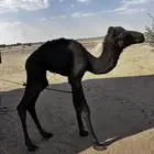 حوار للبيع مجرور من امه حالته ممتازه