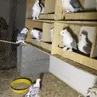 حمام