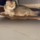 للبيع قطو انتاج انثى العمر ست شهور لون ملكي وزي مانت شايف