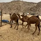 بكار