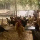 ديك بلدي