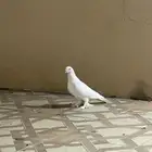 زوج رماني كفو انتاج كفو