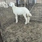 للبيع طلي حري