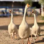 طقم وز بلغاري