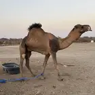 جمل حمر ضراب وعشار ع الشرط