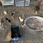 دجاج وديوك وصوص جميع الي في الصور