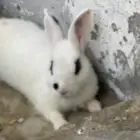 ارانب 4 صغار والام كبيرهبصحه جيده خاليه من الامراض