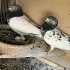 جوز باكستاني منتج